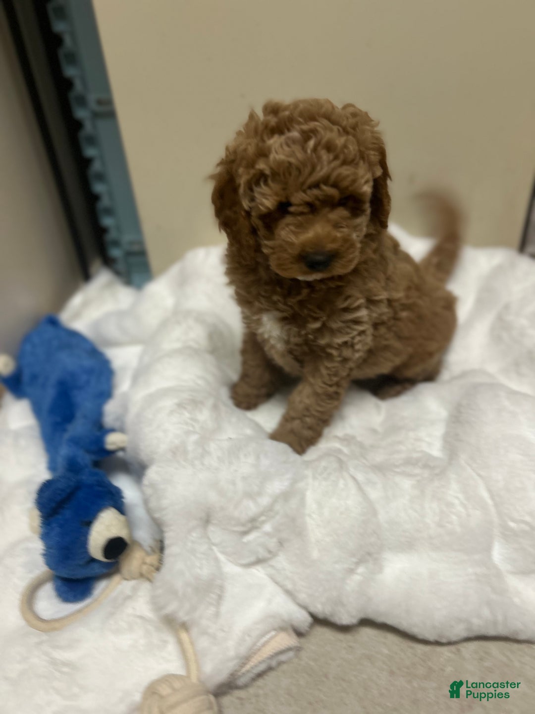 Mini Goldendoodle dogs for sale: Mini Goldendoodle Puppy Frosty  - Ad 4