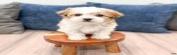 Havanese dogs for sale: Dewey - Ad 2