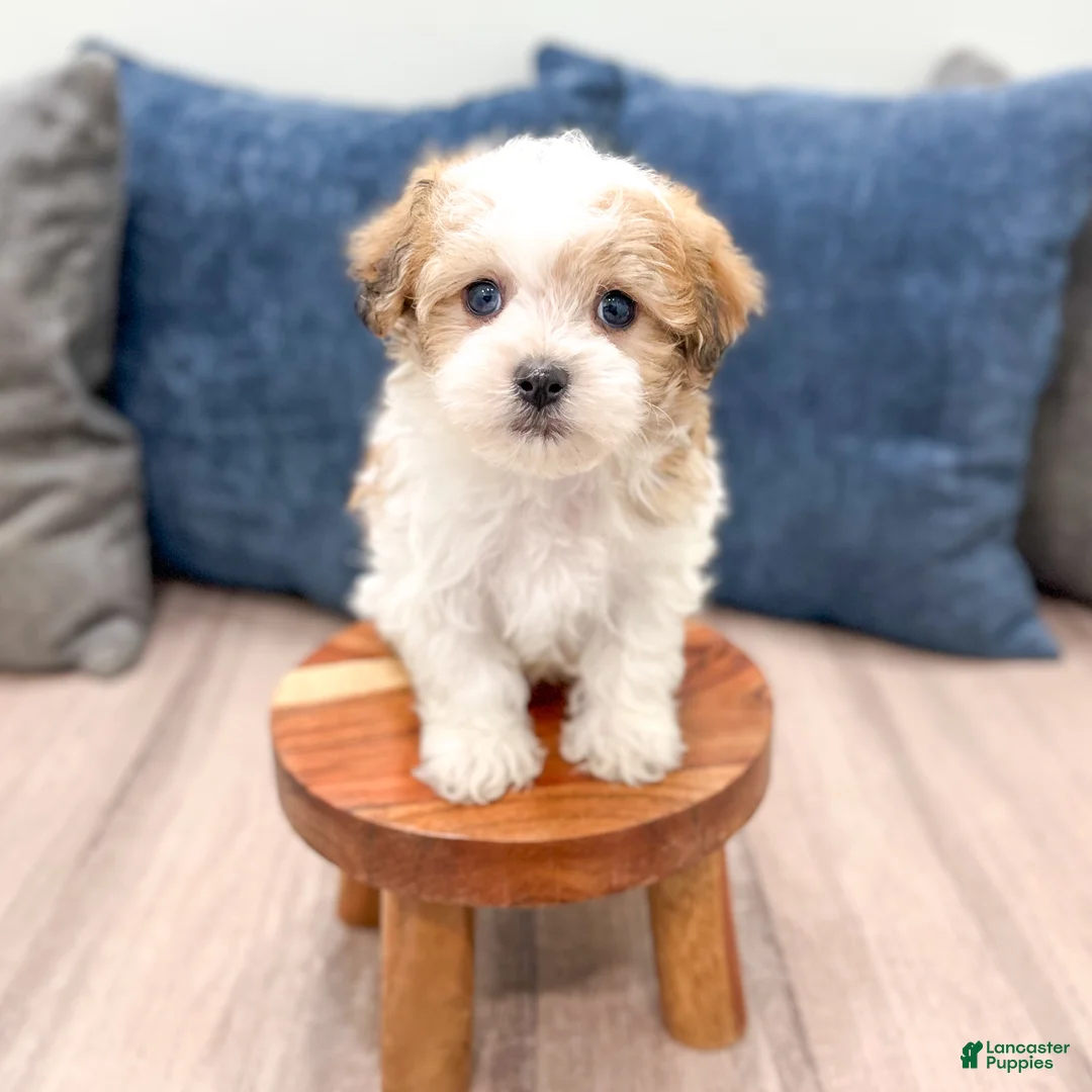 Havanese dogs for sale: Dewey - Ad 2
