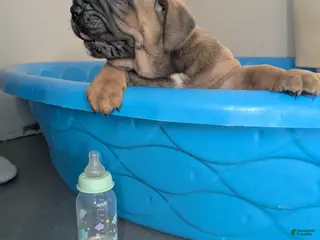 Cane Corso dogs for sale: Andromeda - Ad 1