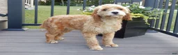 Cavapoo dogs for sale: Boomer - Ad 7