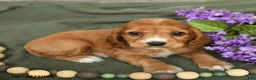 English Cocker Spaniel dogs for sale: Breezy - Ad 3