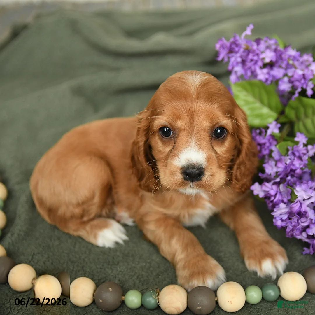 English Cocker Spaniel dogs for sale: Breezy - Ad 3