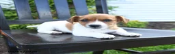 Jack Russell Terrier dogs for sale: Piper - Ad 3