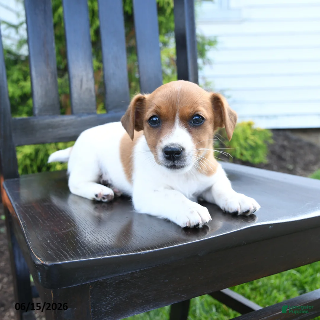 Jack Russell Terrier dogs for sale: Piper - Ad 3