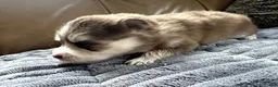 Mixed Breed dogs for sale: Red Girl - Ad 13