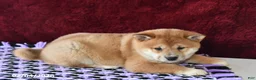 Shiba Inu dogs for sale: Luke - Ad 2