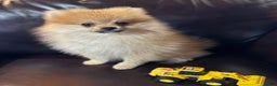 Pomeranian dogs for sale: Benji was his name~o - Ad 12