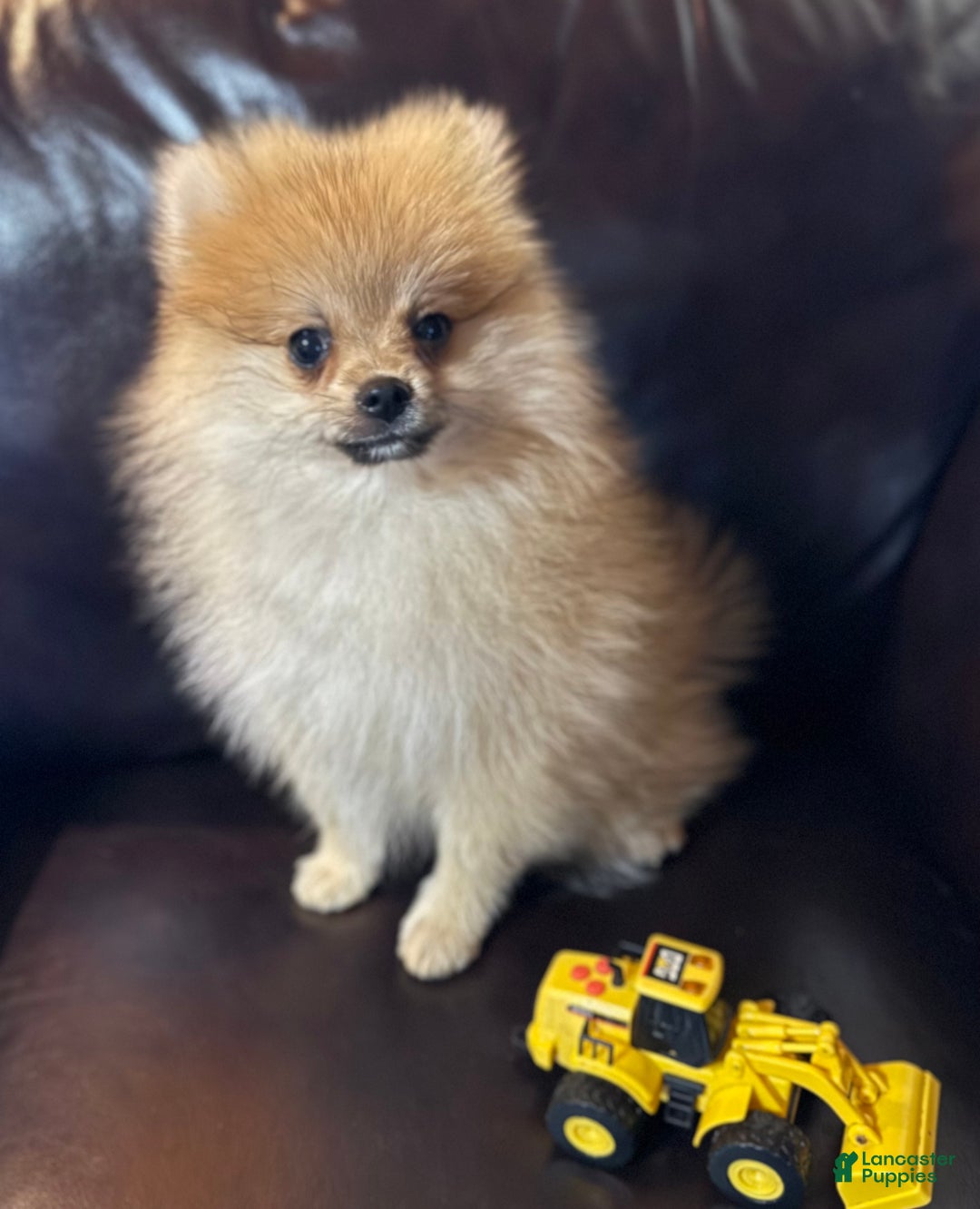 Pomeranian dogs for sale: Benji was his name~o - Ad 12