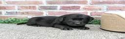 Labrador Retriever dogs for sale: Bean - Ad 2