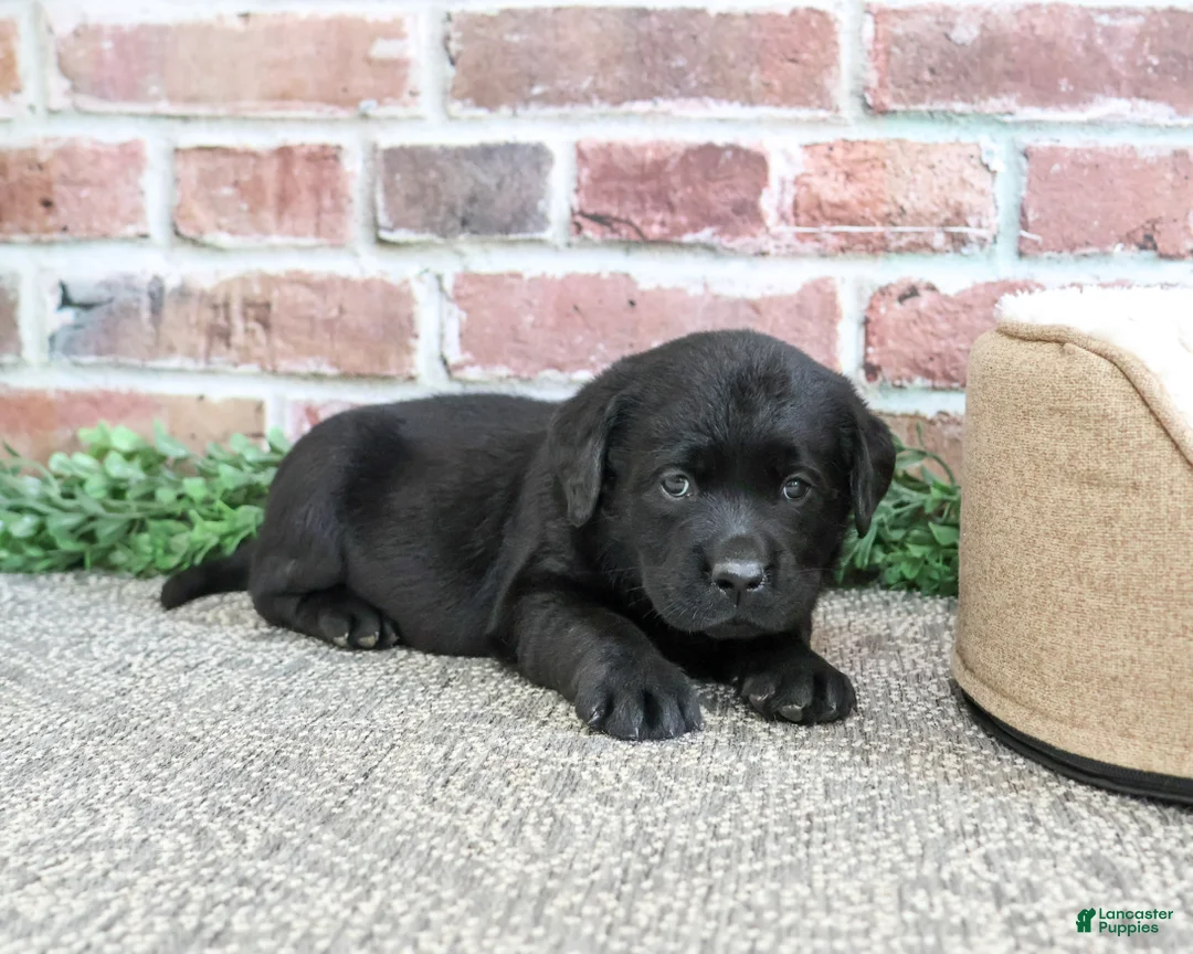 Labrador Retriever dogs for sale: Bean - Ad 2