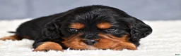 Cavapoo dogs for sale: Freddie - Ad 9