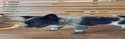 Mixed Breed dogs for sale: Bess - Ad 4