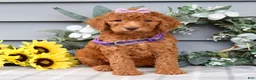 Standard Poodle dogs for sale: Rosie - Ad 11