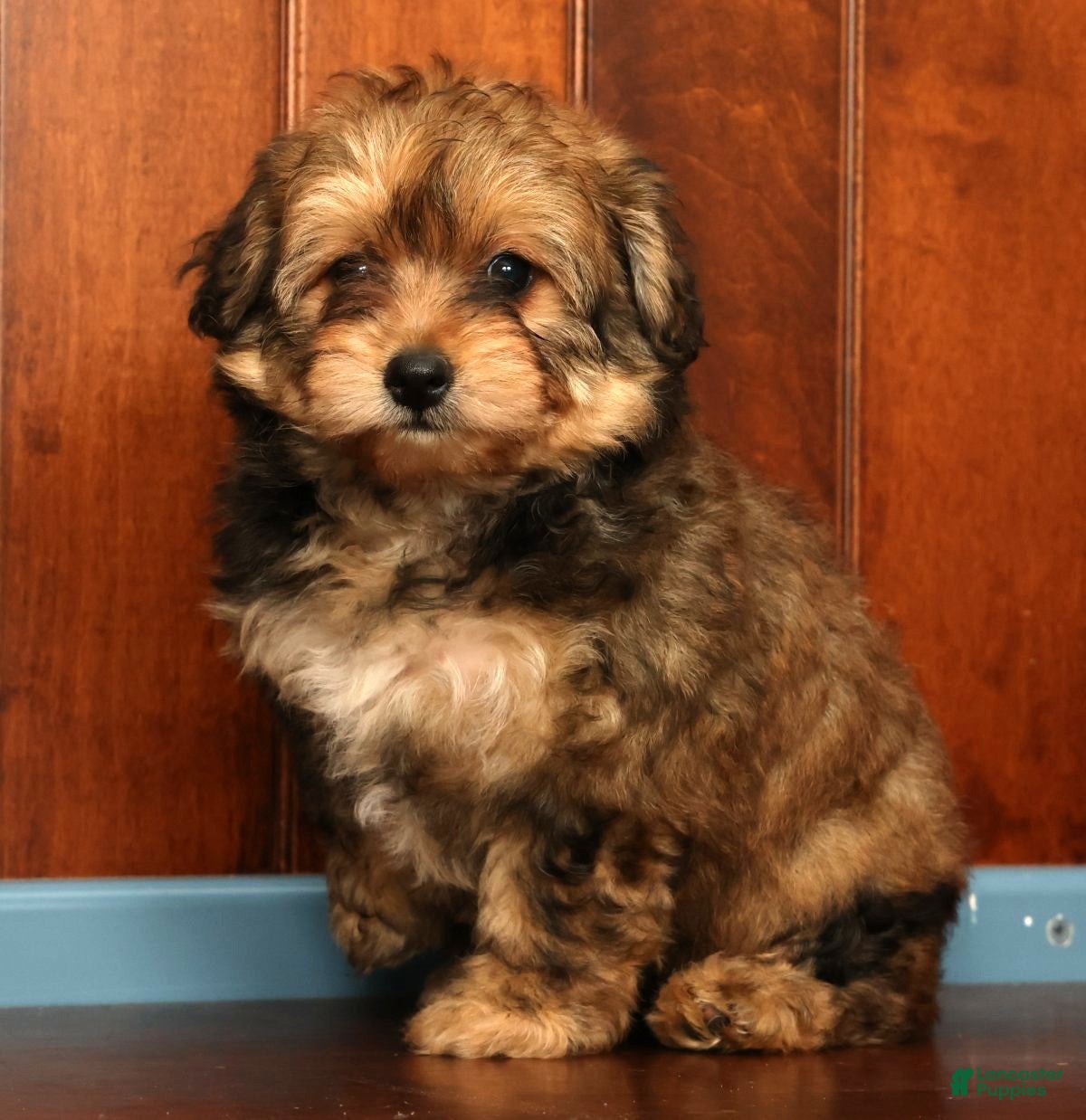 Pomapoo dogs Penny - Ad 1