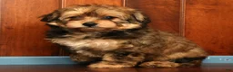 Pomapoo dogs for sale: Penny - Ad 4