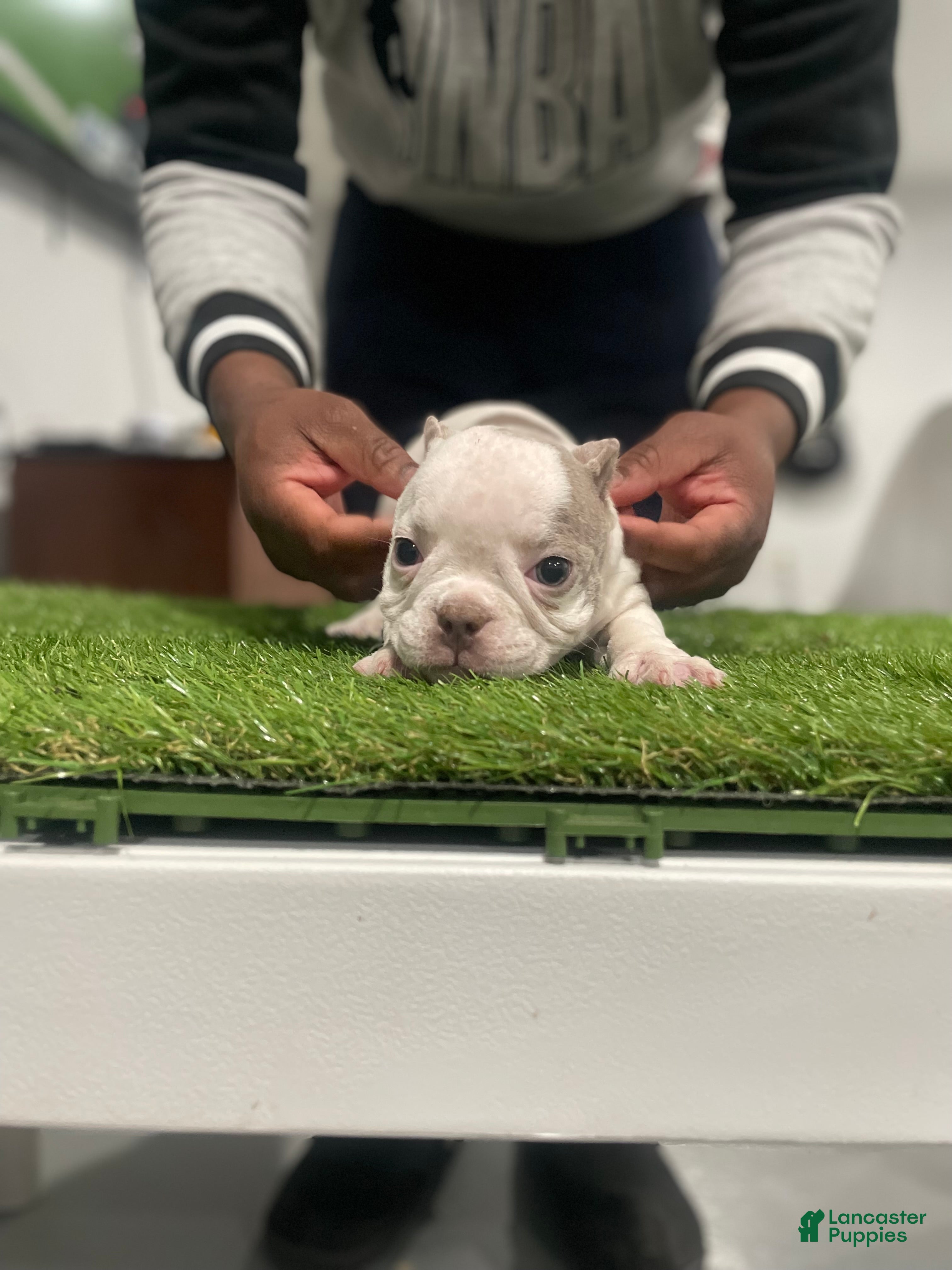 American Bully dogs Left Eye - Ad 18