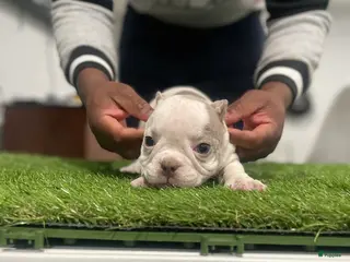 American Bully dogs Left Eye - Ad 13