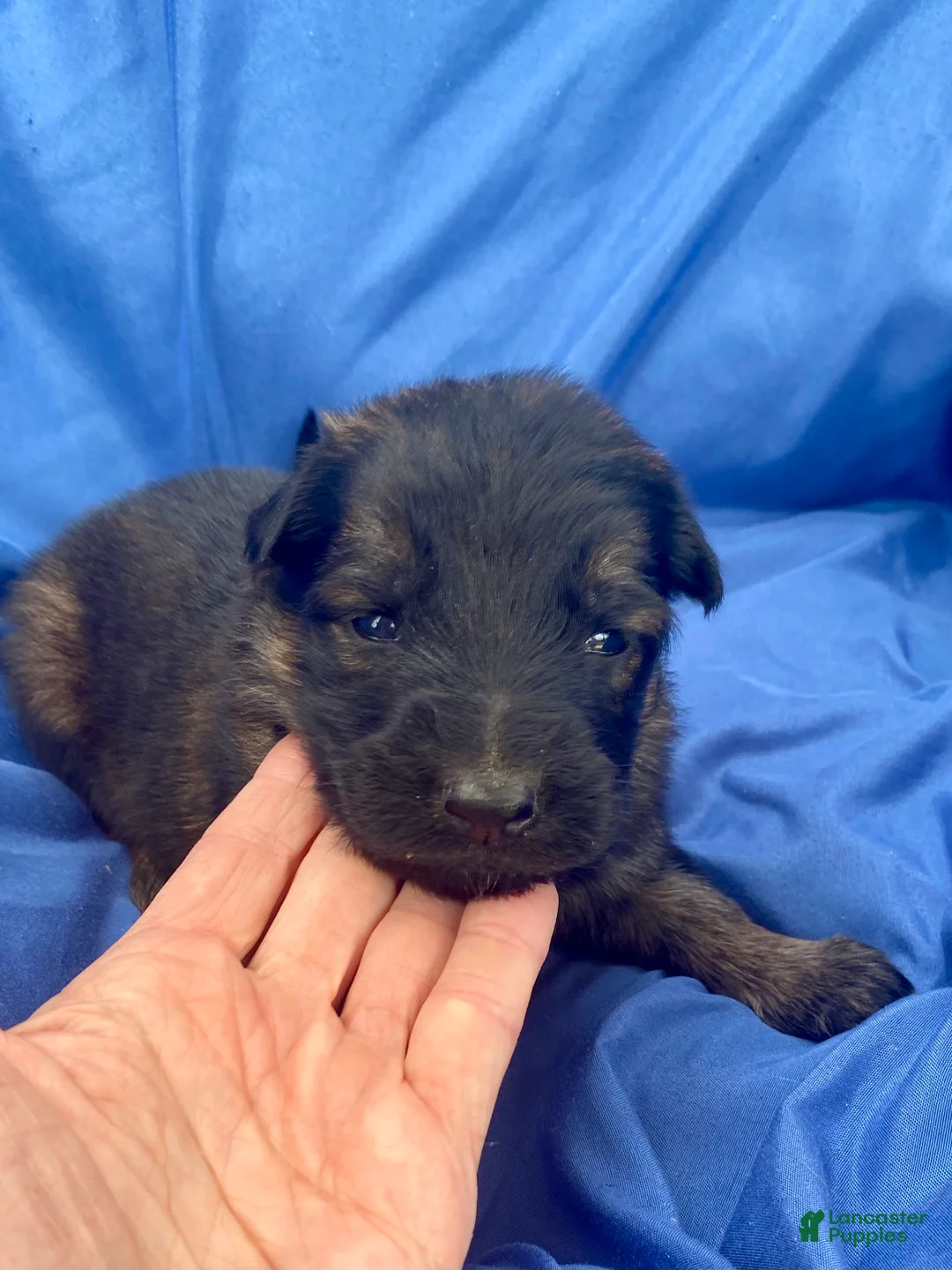 German Shepherd dogs for sale: German Shepherd Puppy 1 - Ad 2