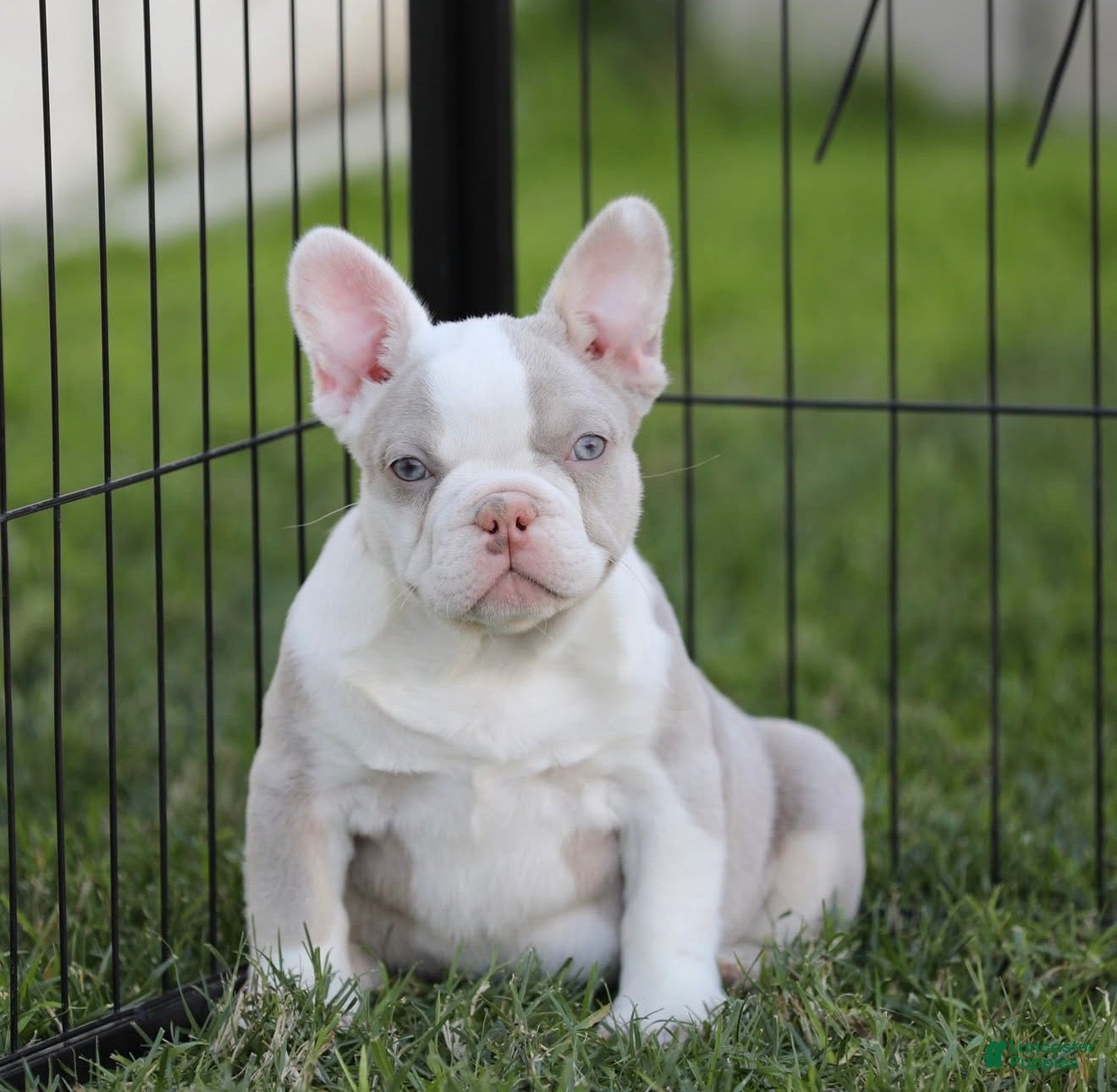 French Bulldog dogs French Bulldog Puppy 2 - Ad 41