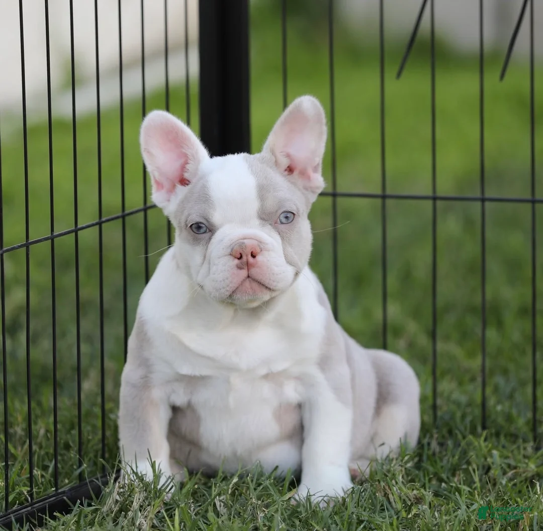 French Bulldog dogs for sale: French Bulldog Puppy 2 - Ad 1