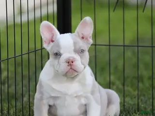 French Bulldog dogs French Bulldog Puppy 2 - Ad 41