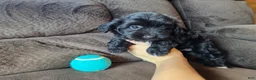 Mini Aussiedoodle dogs for sale: Drakar - Ad 1