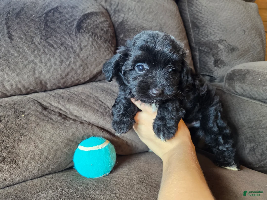 Mini Aussiedoodle dogs for sale: Drakar - Ad 1