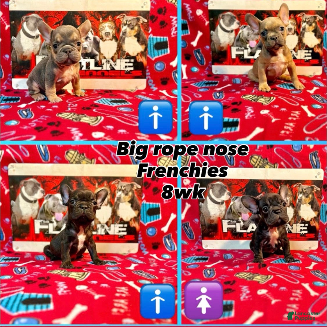 French Bulldog dogs French Bulldog Puppy 1 - Ad 13