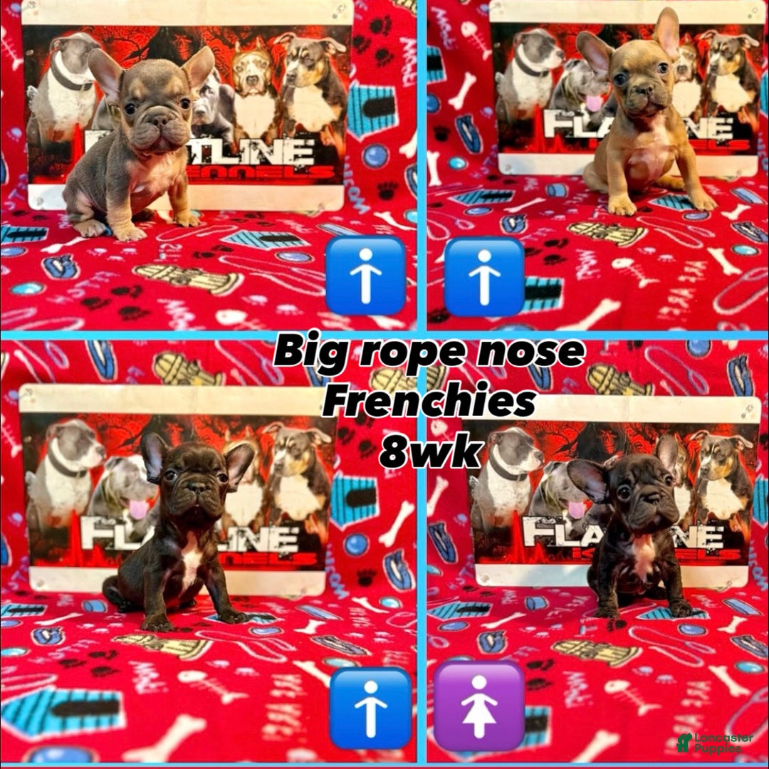 French Bulldog dogs for sale: French Bulldog Puppy 1 - Ad 1