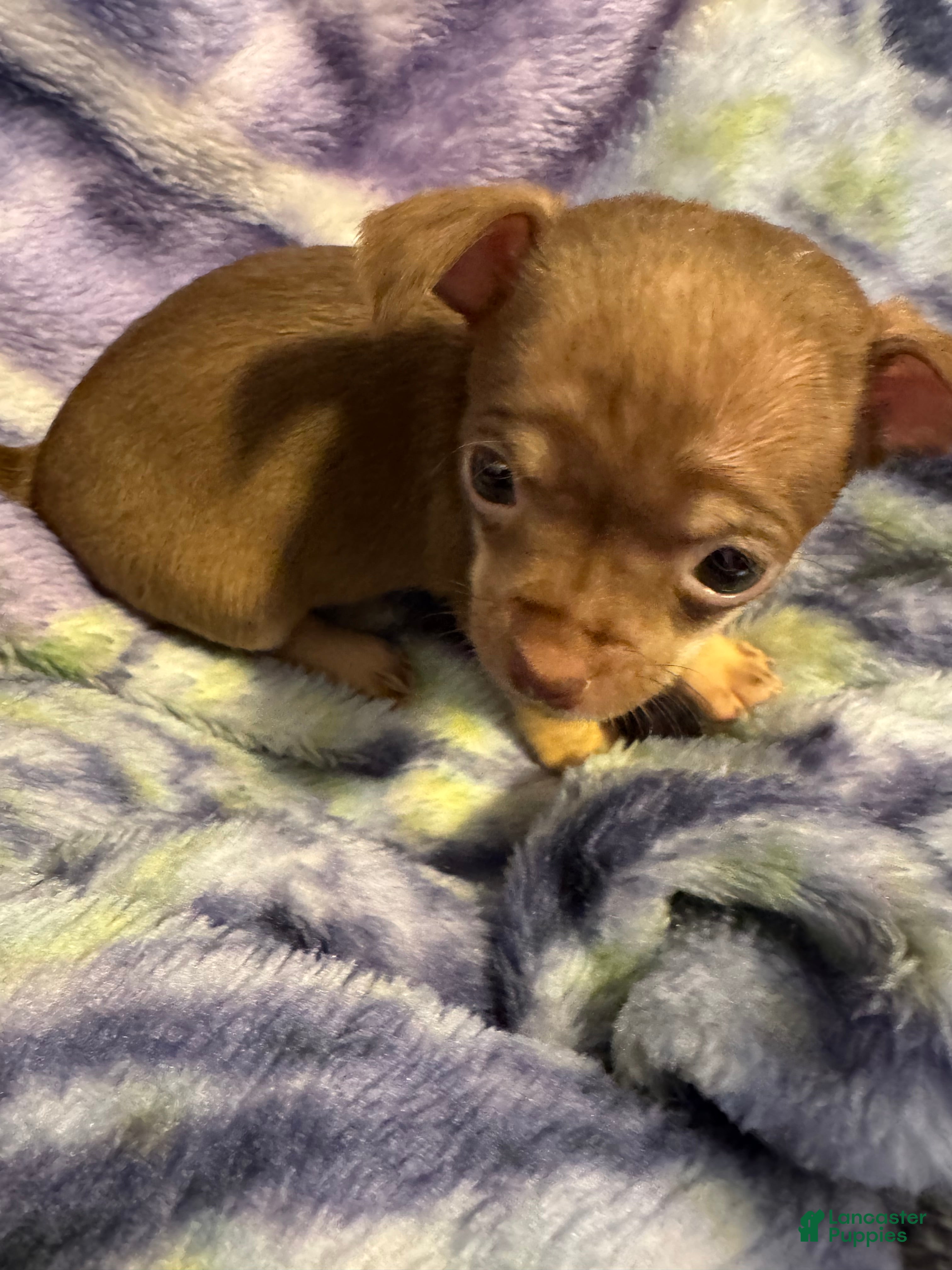 Chihuahua 
