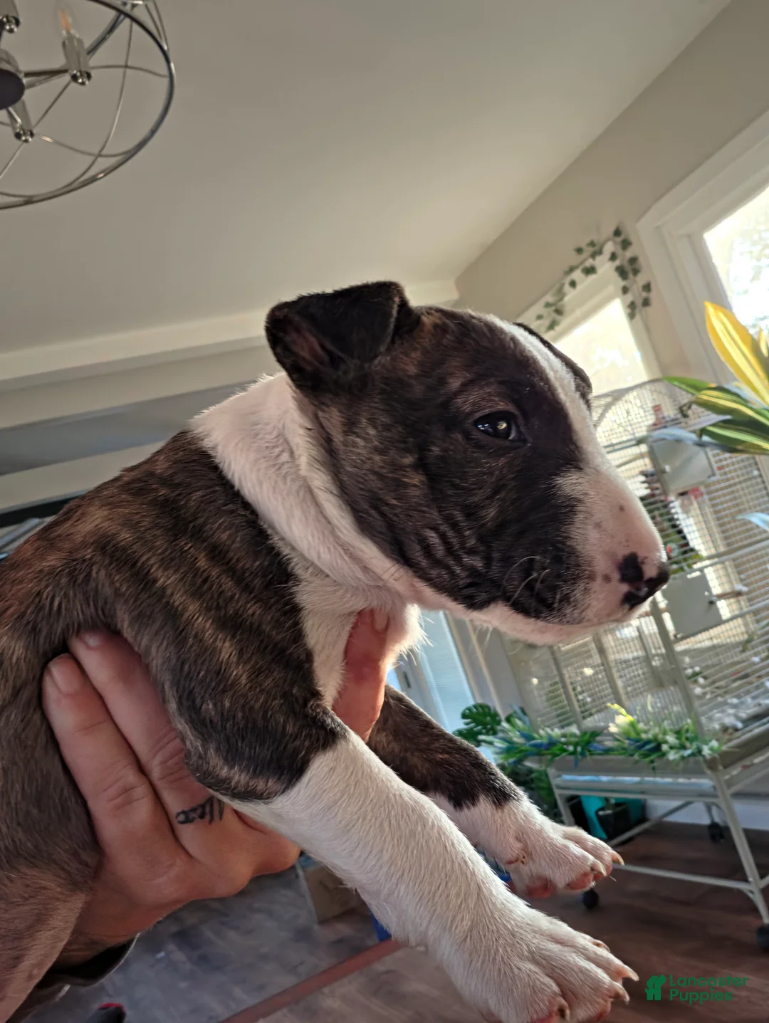Miniature Bull Terrier dogs for sale: Miniature Bull Terrier 1 - Ad 1