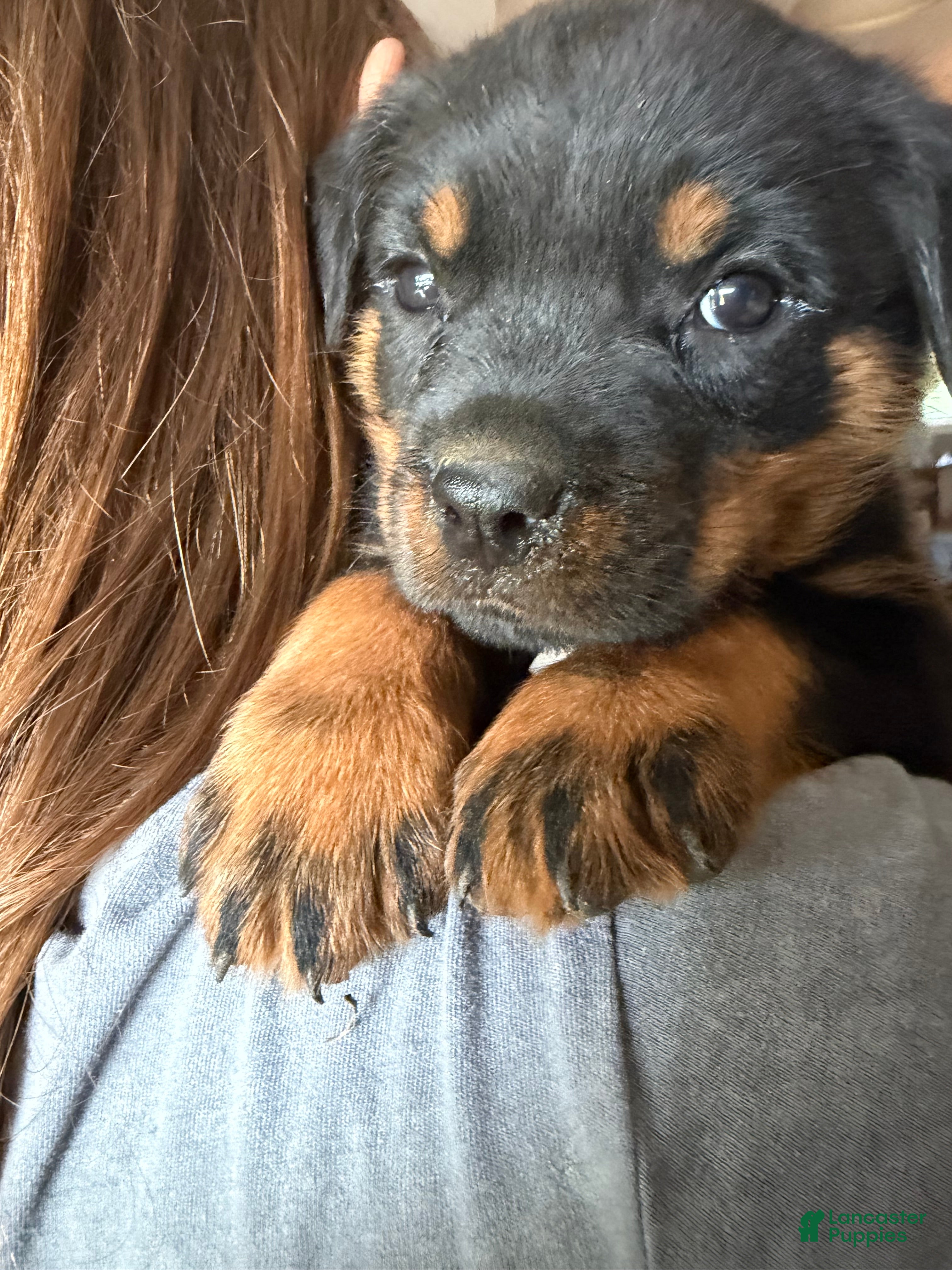 Rottweiler dogs Rottweiler Puppy 8 - Ad 2