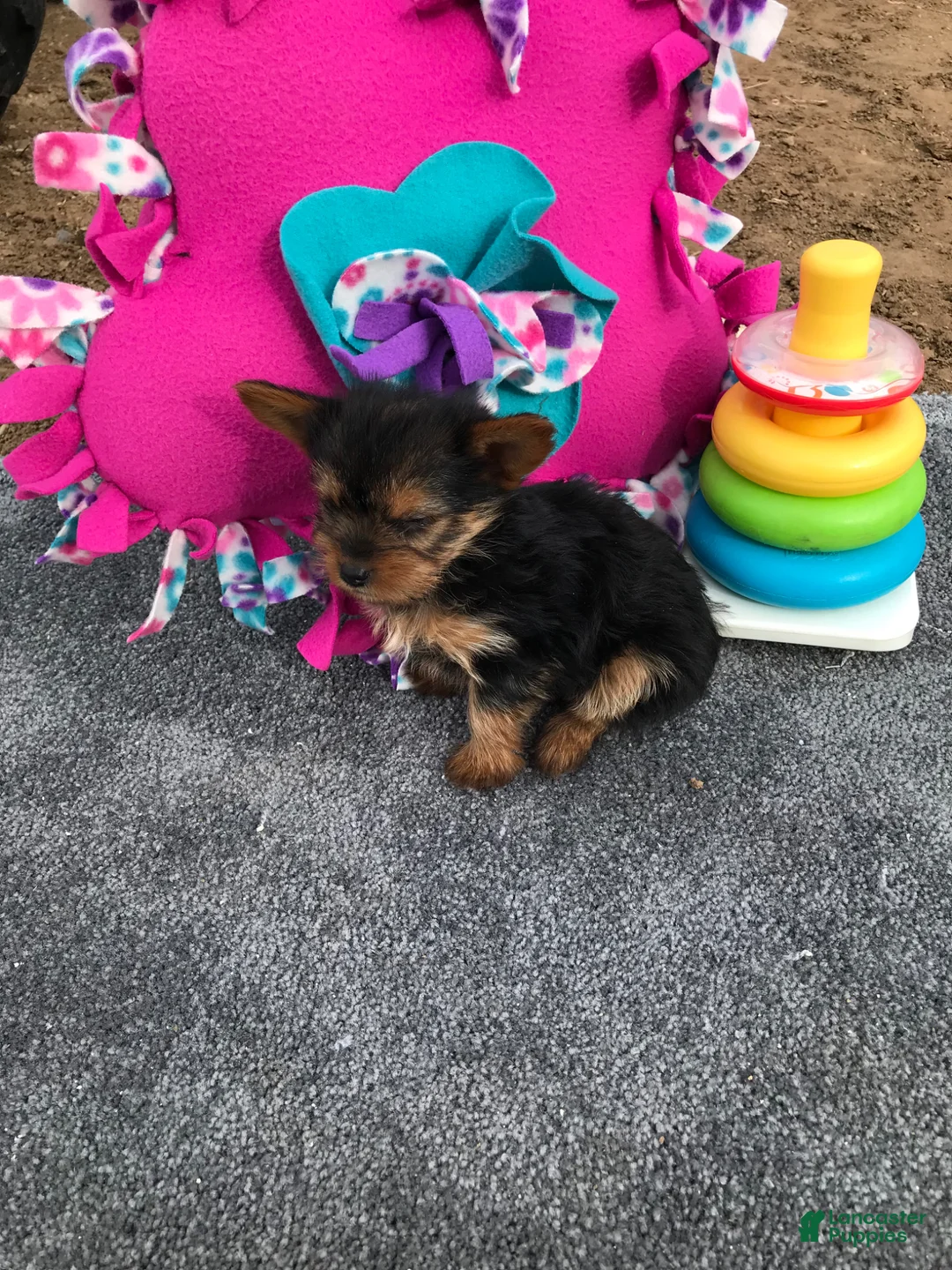 Other breed dogs for sale: Other breed Puppy 3 - Ad 2