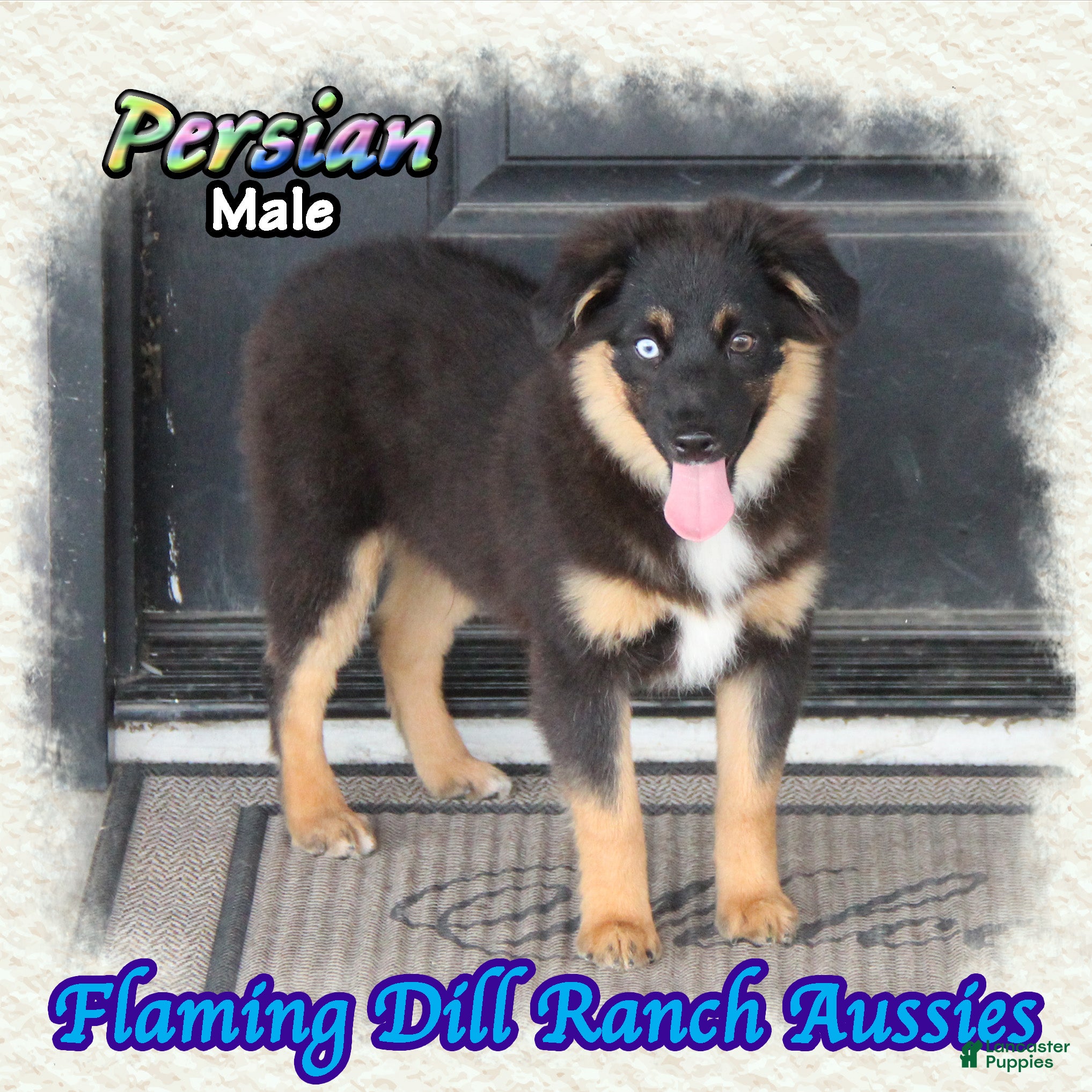 Miniature Australian Shepherd dogs for sale: Persian - Ad 1