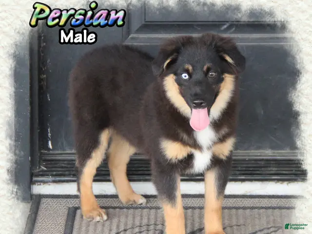 Miniature Australian Shepherd dogs for sale: Persian - Ad 1