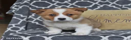 Welsh Corgi Pembroke dogs for sale: Hopscotch - Ad 3