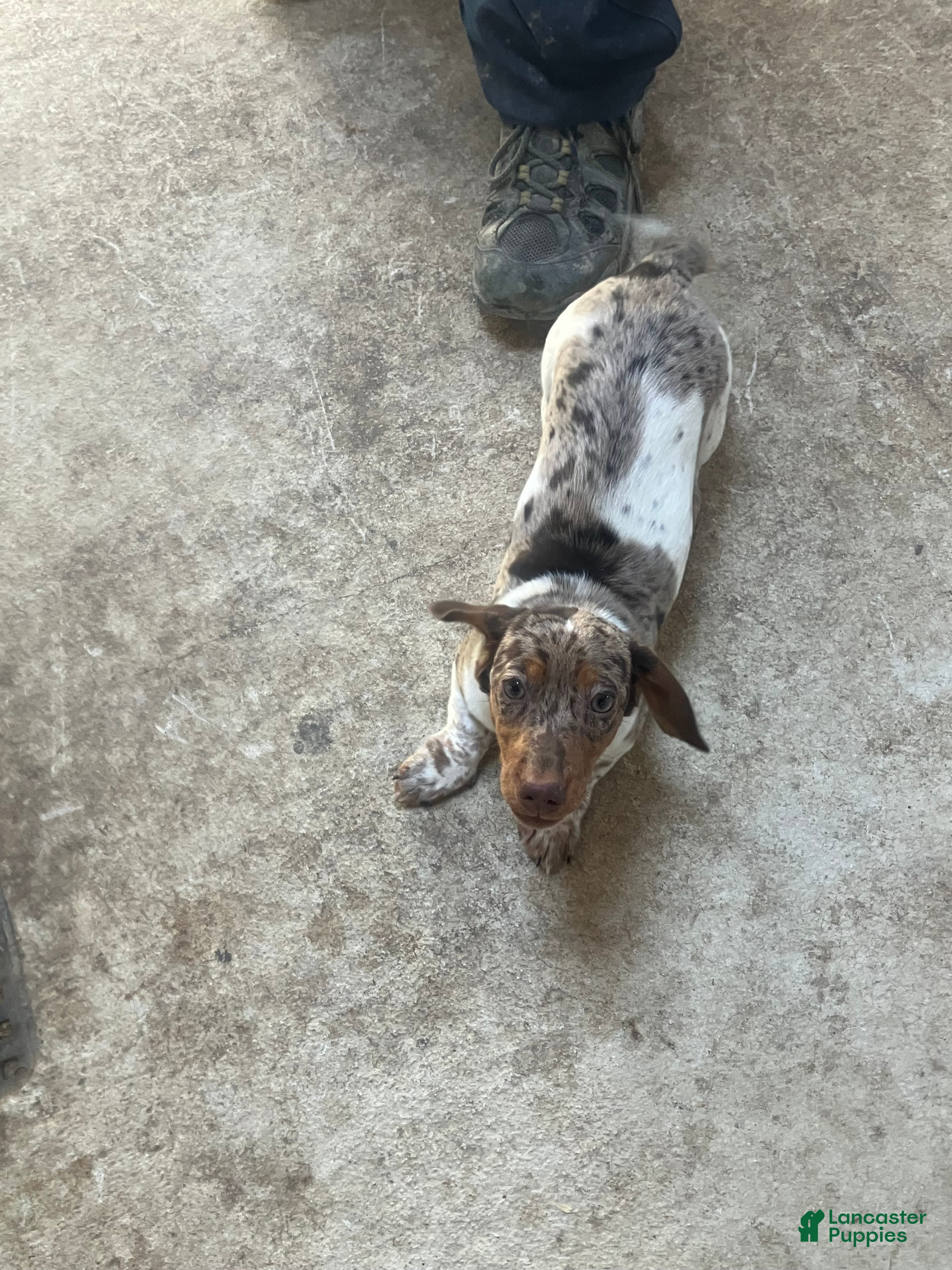 Dachshund dogs Akc Rachel - Ad 41