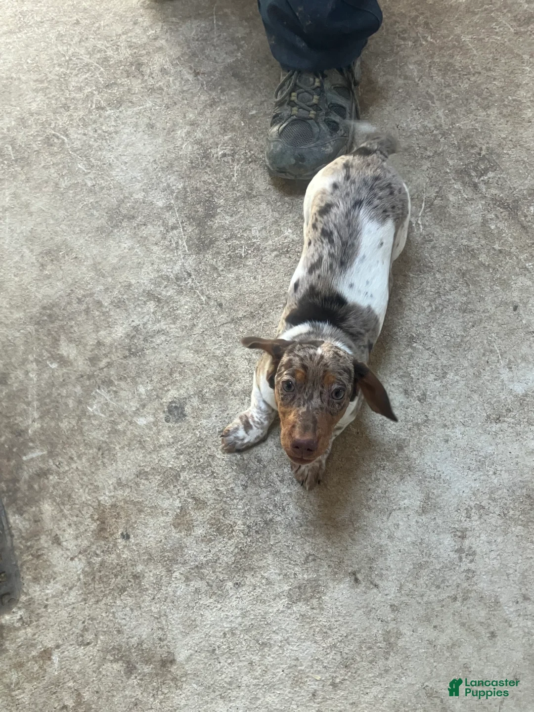 Dachshund dogs for sale: Akc Rachel - Ad 1
