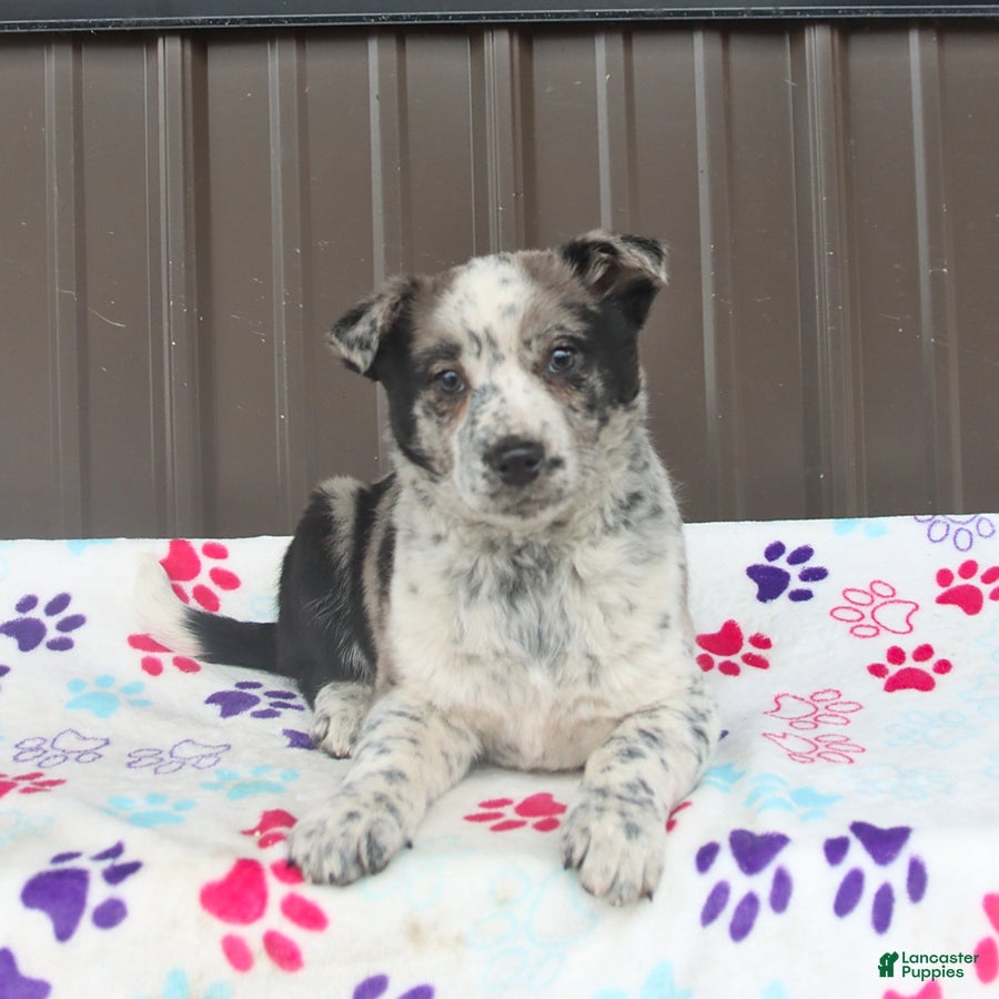 Mixed Breed dogs Dash - Ad 2