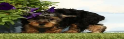Yorkshire Terrier dogs for sale: Kylan - Ad 5
