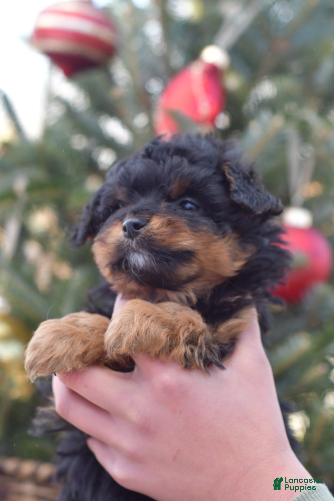 Mini Aussiedoodle dogs for sale: Grizzly - Ad 28