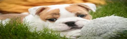 English Bulldog dogs for sale: Ottis English Bulldog Puppy  - Ad 3