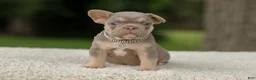 French Bulldog dogs for sale: Denver - Ad 7