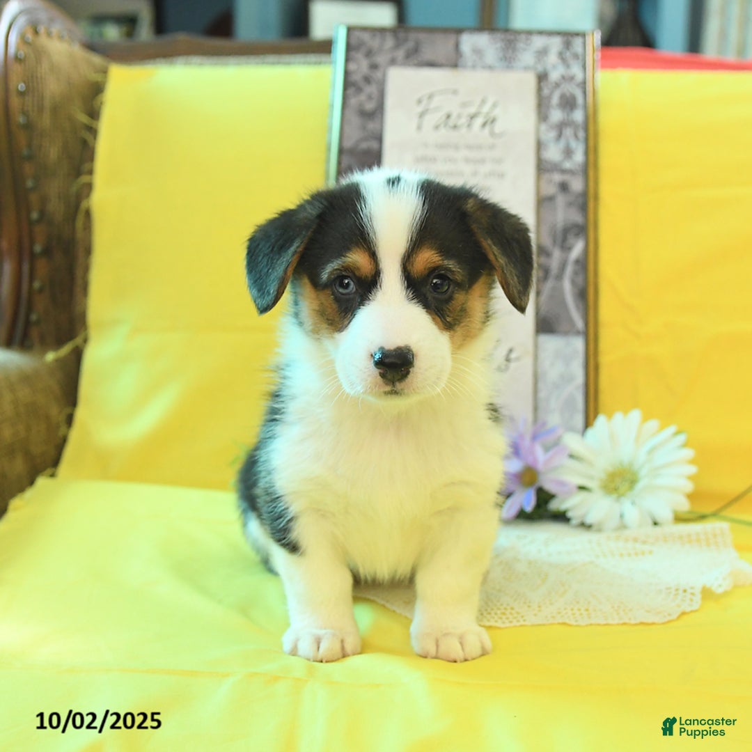 Welsh Corgi Pembroke dogs for sale: Natalie - Ad 4