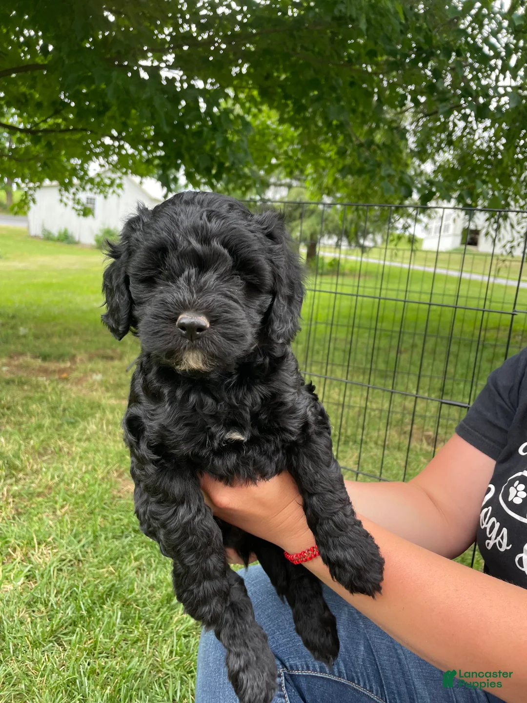 Miniature Poodle dogs for sale: Whit - Ad 1