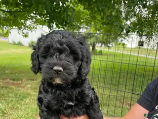 Miniature Poodle dogs for sale: Whit - Ad 3