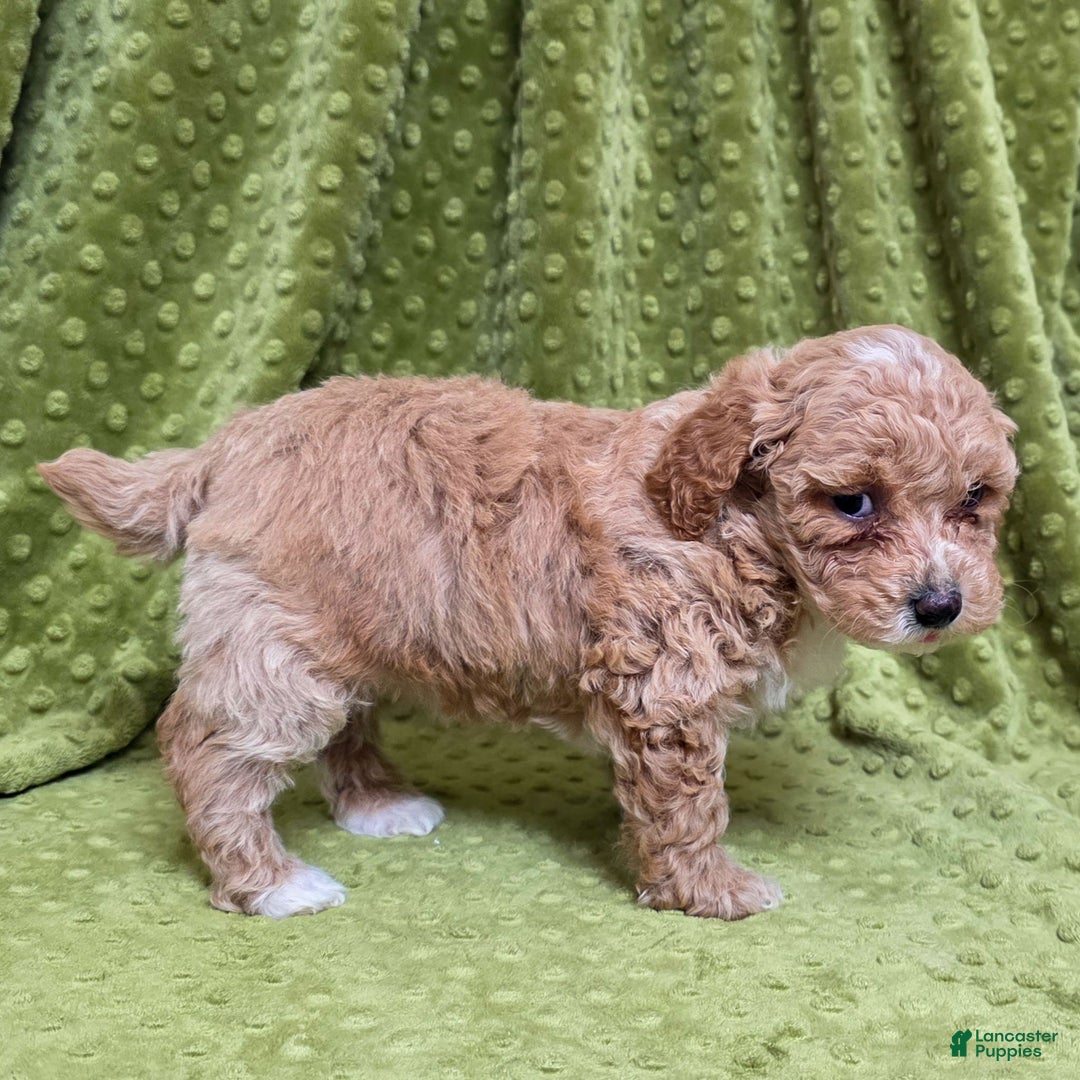 Standard Poodle dogs for sale: Cloud - Ad 2