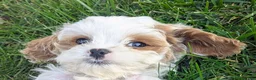 Cavapoo dogs for sale: Mr Denny - Ad 14
