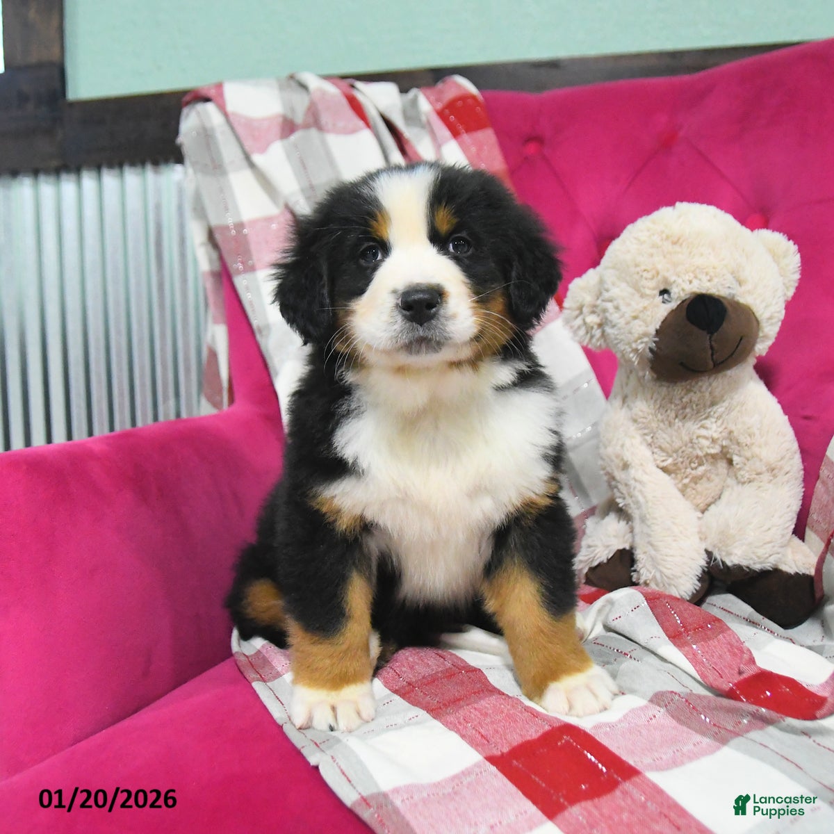 Bernese Mountain Dog dogs Jade - Ad 37